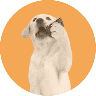 dog talking on phone - orange bkgd circle