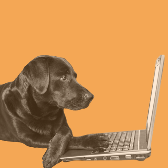 black lab dog looking at laptop screen - orange (1)