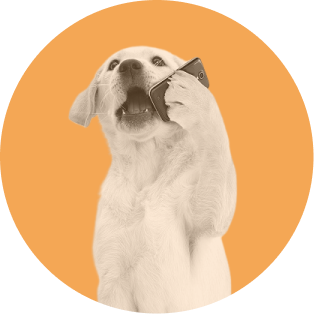 dog talking on phone - orange bkgd circle (1)