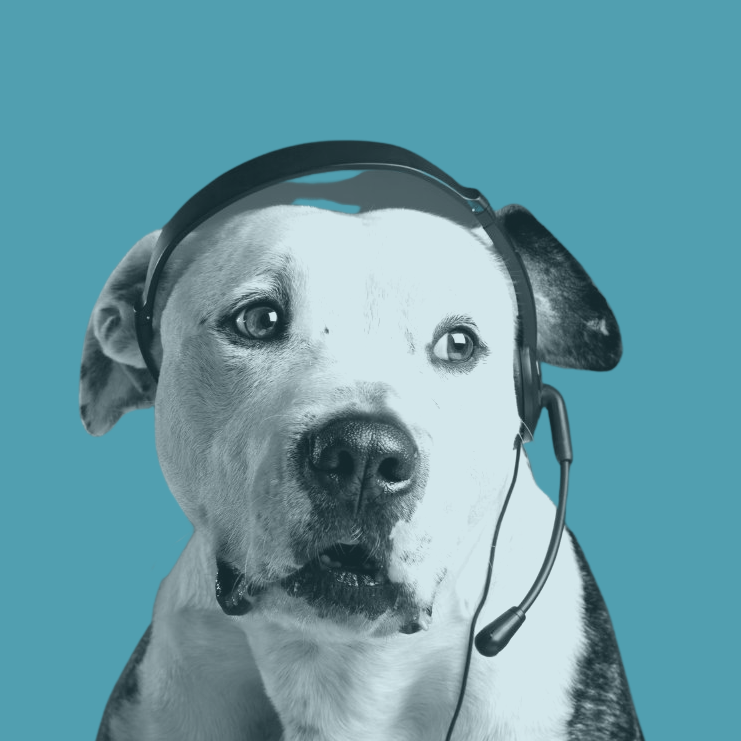 pitbull dog wearing computer headset - blue