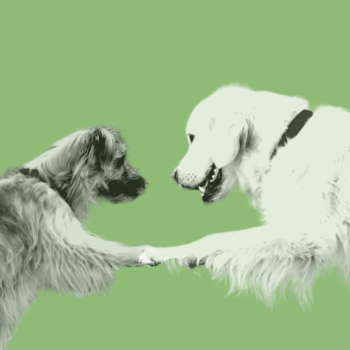 two dogs shaking hands - green